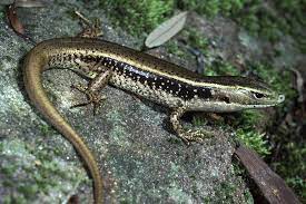 eastern water skink the australian museum