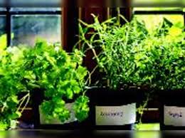 grow your own herbs times of india
