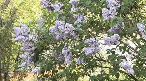 Plus, they are typically untouched by deer and rabbits. Lilacs For Mild Climates