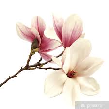 magnolia sticker pixers we live to