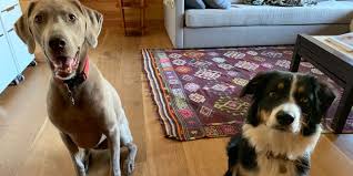 Dogs Vs Hardwood Floors Vermont