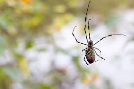 joro spiders aren t scary they re shy