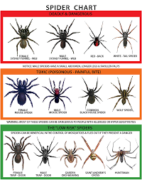 Western Australian Spider Chart Spider Identification
