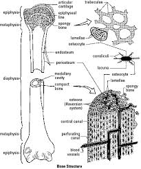 Human anatomy diagrams show internal organs, cells. Bone Structure