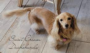welcome sweet cream dachshunds