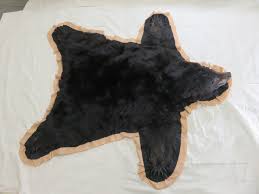 alaskan black bear taxidermy rug for