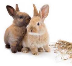 Begehbares gehege, dass mit dem eglu kaninchenst. Wie Geniessen Kaninchen Ihren Aufenthalt Im Garten Tierarzt Onlineverzeichnis Blog
