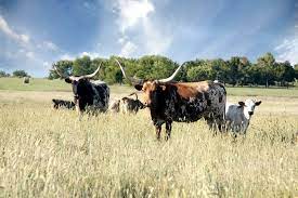 The terms of the farm loan. How To Buy Land In Texas Rethink Rural Blog