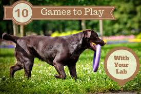 Chocolate lab mom (labrador retriever mom) cute jigsaw puzzle. Unleashing Energy 10 Great Games To Play With Your Lab
