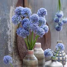 Allium Persian Blue Flower Bulbs