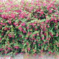 We understand that flowers are a personal choice, so we offer a wide variety of new flower plants to ensure you will find what you're looking for. Hardy Fuchsia Shrubs Fuchsia Magellanica
