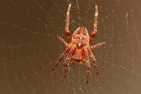 Оранжевый паук в лесу - 68 фото