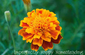 Marigolds In The Vegetable Garden 6