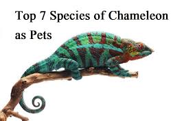 top 7 species of chameleon as pets