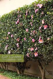 Camellia Hedge