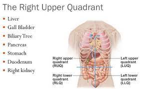 The equivalent term for animals is right anterior quadrant. Right Upper Quadrant Anatomy Anatomy Drawing Diagram
