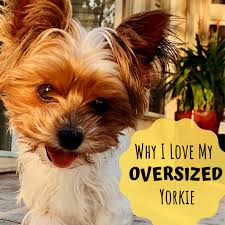 The yorkie puppies for sale coat is long and silky and falls straight down to both sides. Why My Giant Yorkie Is Better Than Your Teacup Yorkie Pethelpful By Fellow Animal Lovers And Experts