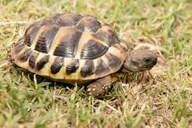 Hermanns Tortoise Care And Information