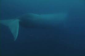 Earth is secured with stunning, interesting animals, however the blue whale positions among. How Big Is The Biggest Whale Wonderopolis