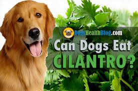 If your cat still vomits after eating too fast, put an inedible object (e.g. Can Dogs Eat Cilantro Is Cilantro Safe For Dogs Dog S Health