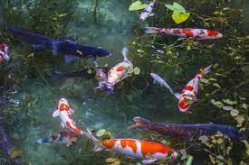 koi fish the history and their meaning