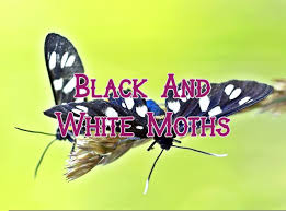 37 common black and white moths