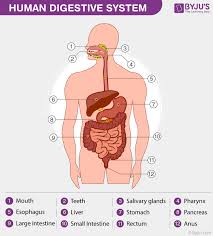 a labelled diagram of digestive system