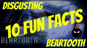 beartooth disgusting fun facts rock