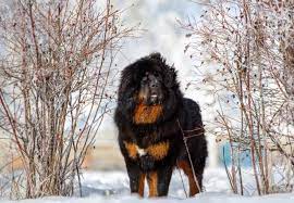 Mountain Mastiff Dog gambar png