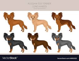 russian toy terrier longhaired clipart