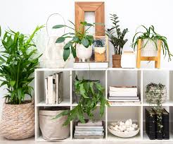 Top Indoor Plants For Bookshelves