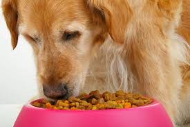 feeding the dog with liver disease