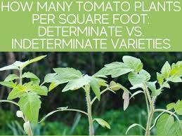 how many tomato plants in a square foot