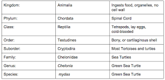 Green Sea Turtle Classification Chart Sutori