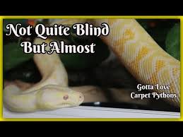 albinism and eyesight issues in snakes