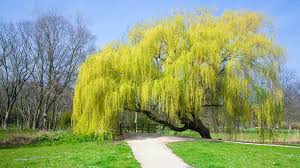 weeping willow tree guide planting
