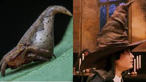Weasley, professor mcgonagall, and more. Newly Discovered Spider Species Named After The Harry Potter Sorting Hat Cbs News