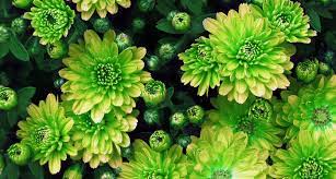 Maybe you would like to learn more about one of these? 18 Types Of Green Flowers Proflowers Blog