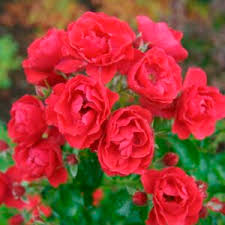 rose flower carpet red pb 6 5 30 40