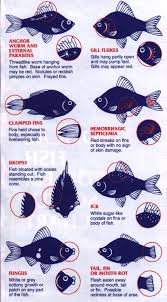 Oscar Fish Care Sheet Your Definitive Guide For Providing