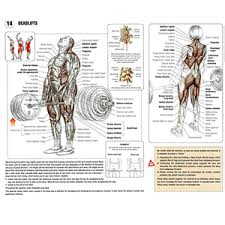 For example, the wrist flexors flex the wrist, the wrist extensors extend the wrist, and the adductor magnus adducts the thigh (pulls it towards. Gym Equipment Names With Pictures Descriptions