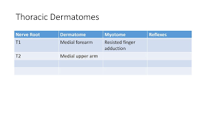 Dermatomes Myotomes Ppt Download