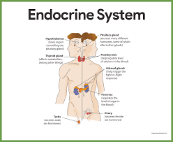 Endocrine System Anatomy And Physiology Nurseslabs