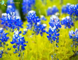 blooming texas 25 gorgeous native