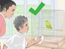 4 ways to clean a parrotlet cage