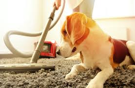 carpet care tips for pet friendly homes