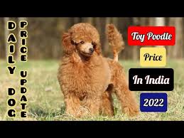 dog update toy poodle