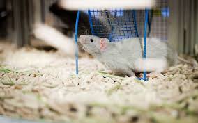 best bedding for rats to reduce odor