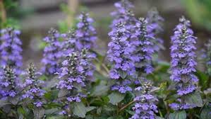 how fast does carpet bugleweed spread