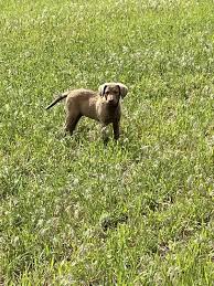 These are smart dogs, very loyal and excellent with children. Chesapeake Bay Retriever